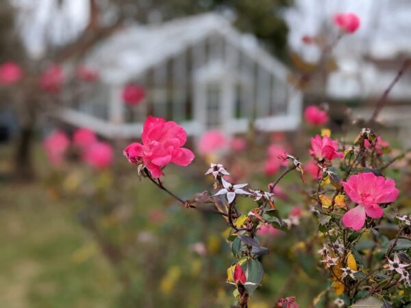 Blooming rose bush in front of a greenhouse.